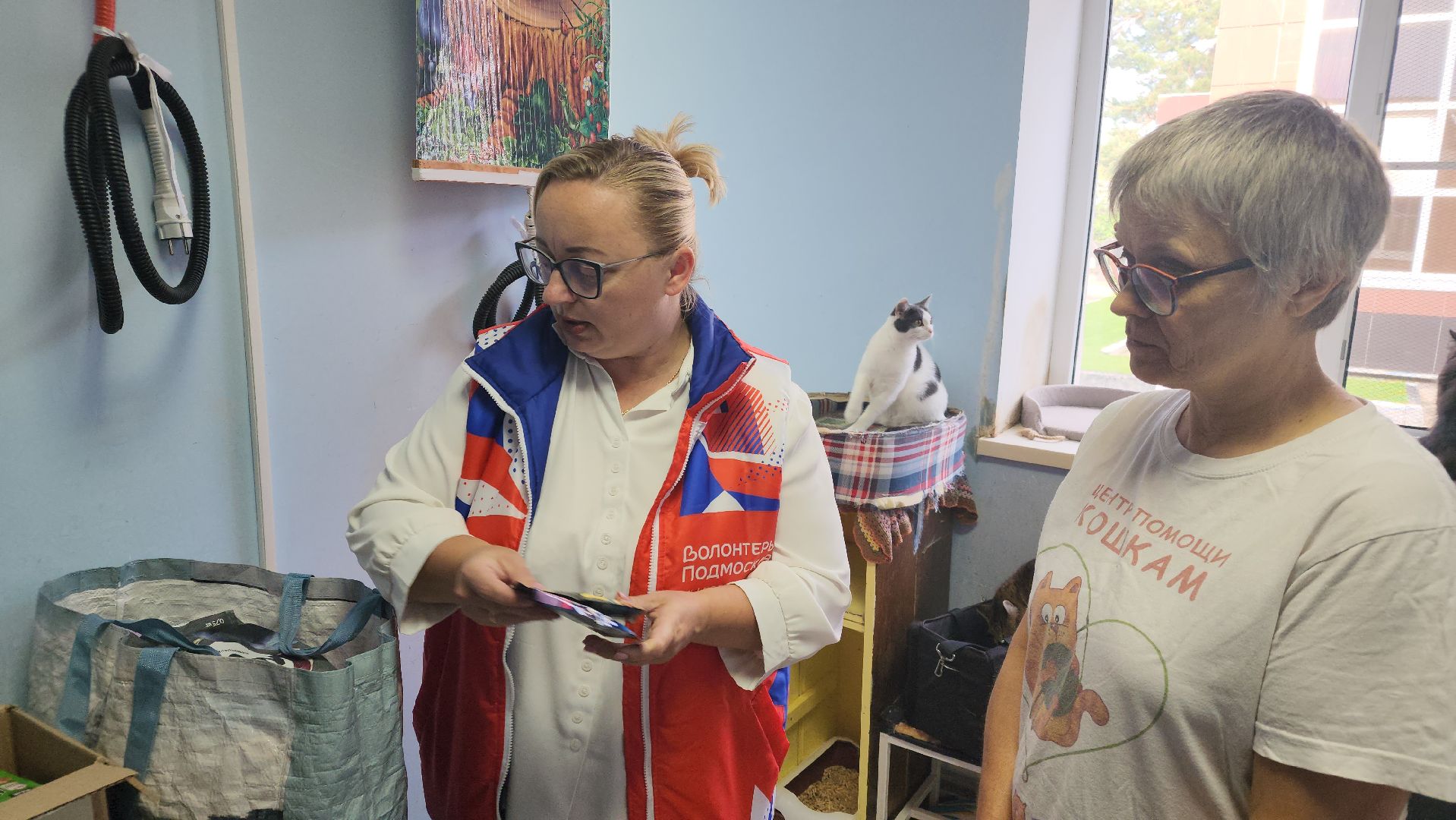 Котобус, Кошки, Кошачий приют, Протвино, Волонтеры,