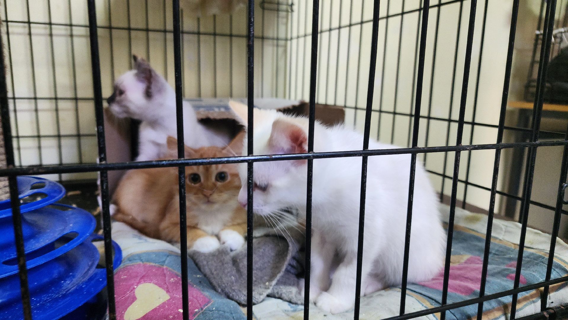 Котобус, Кошки, Кошачий приют, Протвино, Волонтеры,