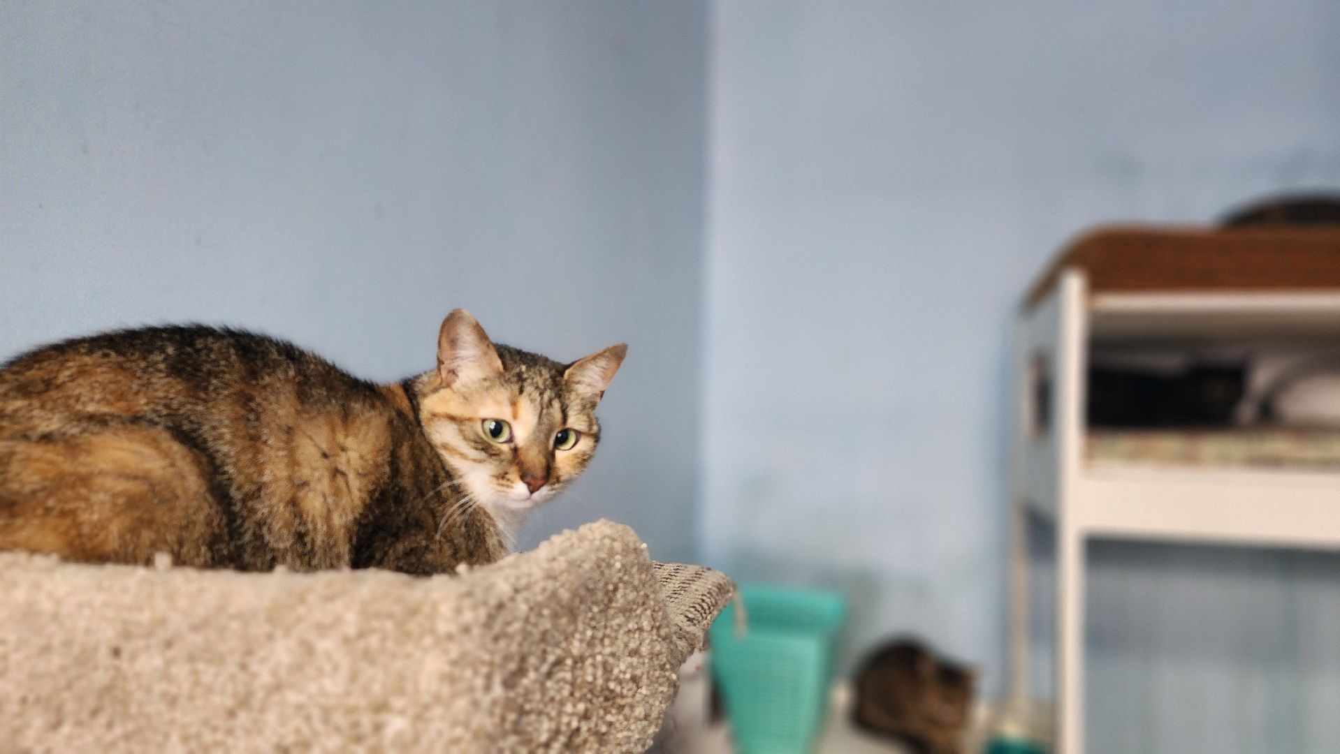 Котобус, Кошки, Кошачий приют, Протвино, Волонтеры,