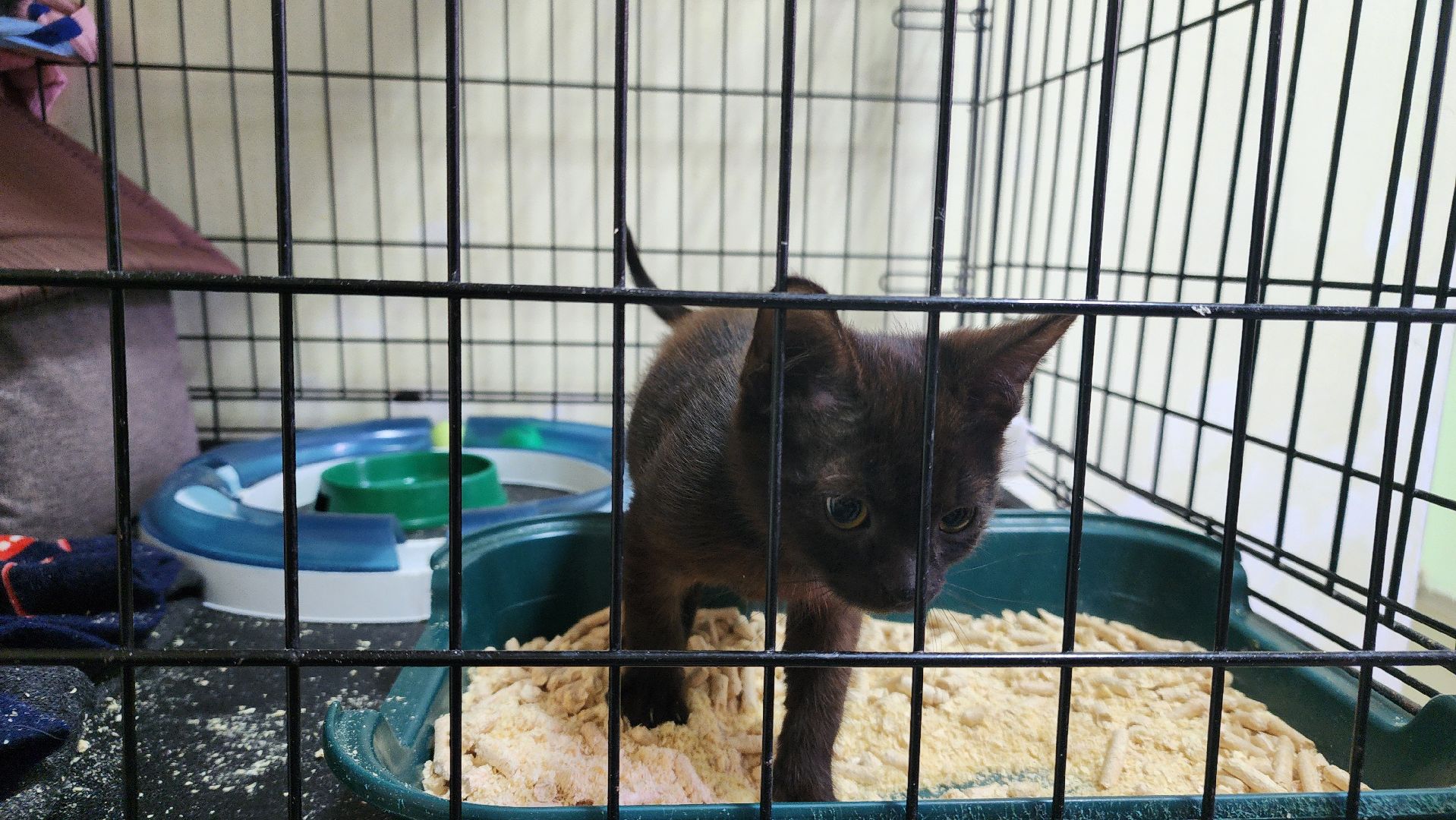 Котобус, Кошки, Кошачий приют, Протвино, Волонтеры,