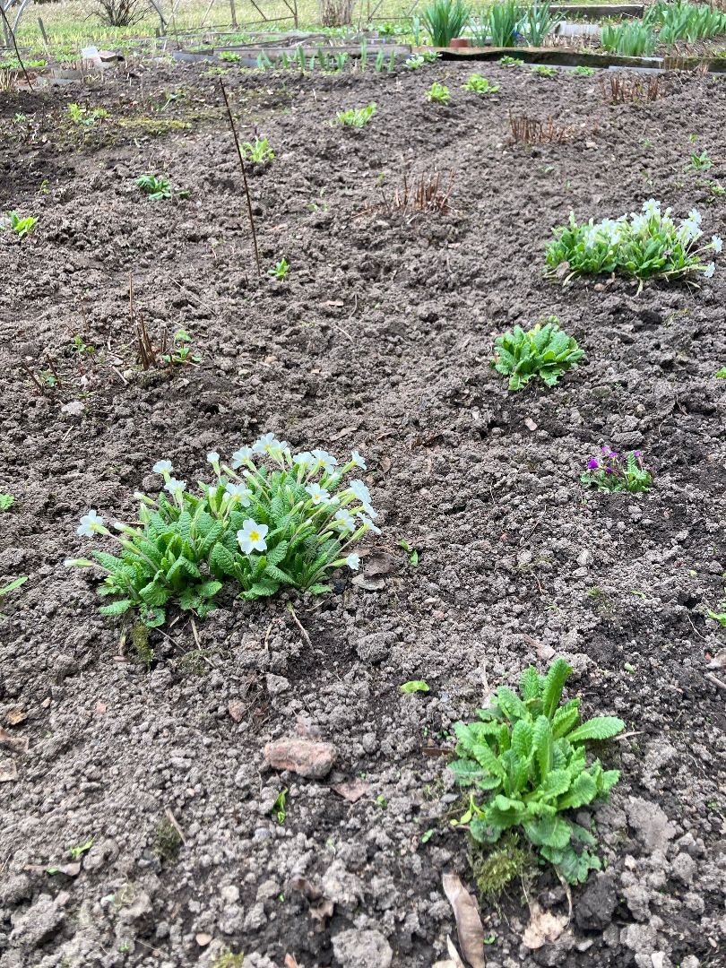 Солнечногорск, перемены, цветы, весна, пенсионерка