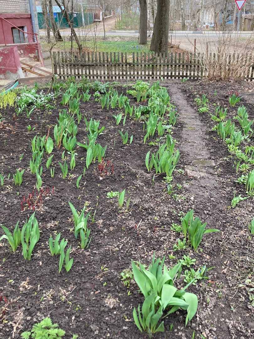 Солнечногорск, перемены, цветы, весна, пенсионерка