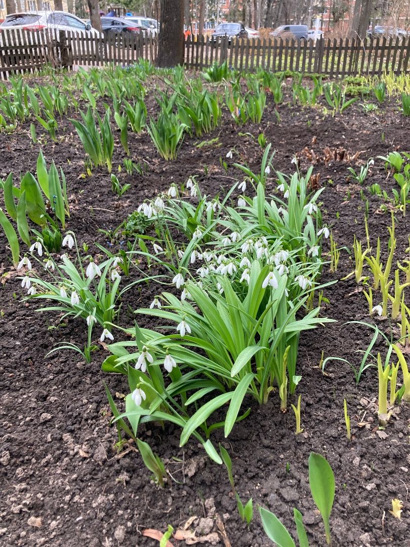 Солнечногорск, перемены, цветы, весна, пенсионерка