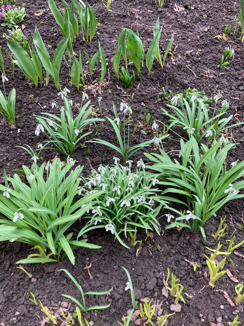 Солнечногорск, перемены, цветы, весна, пенсионерка