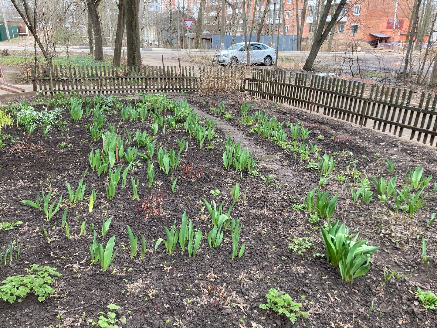 Солнечногорск, перемены, цветы, весна, пенсионерка