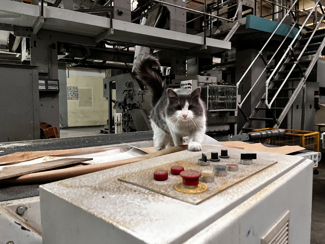 Можайск, общество