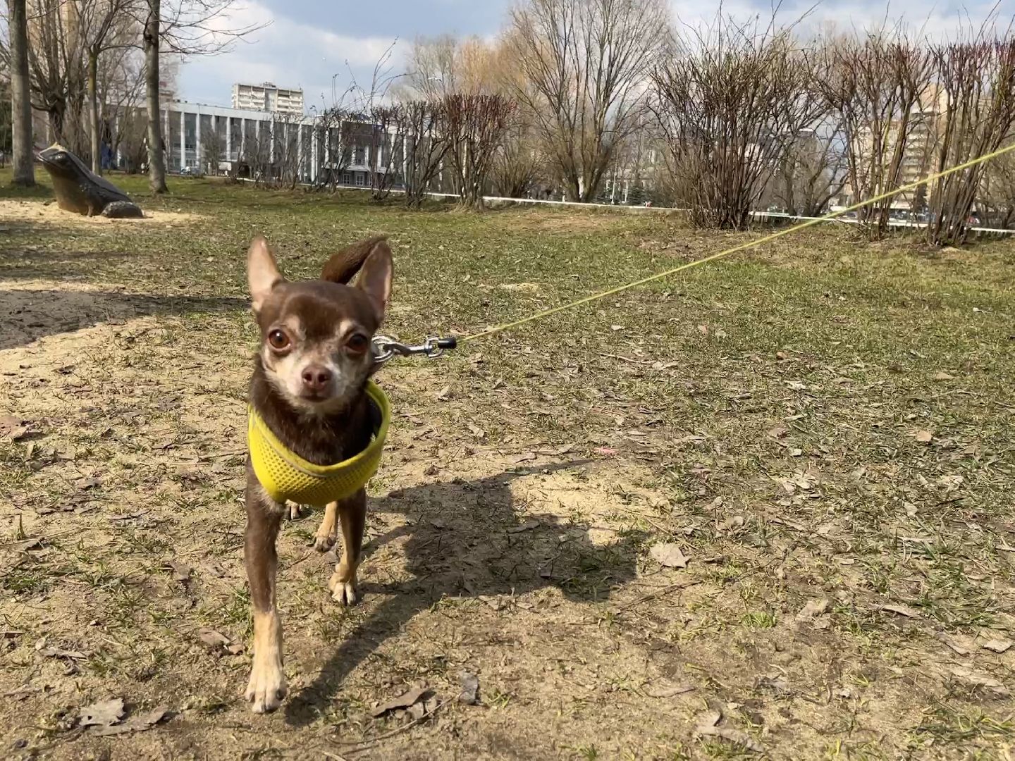 Одинцово, площадь, собаки, выгул, конкурс, обсуждение, минстрой,