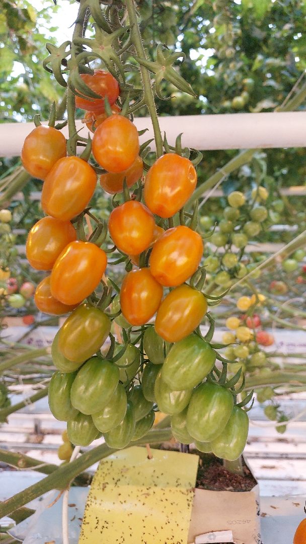 томаты, серпухов, турово, тепличное хозяйство, сельское хозяйство, продовольствие,