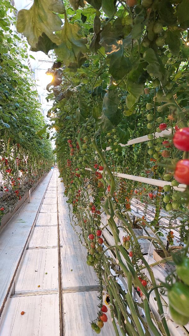 томаты, серпухов, турово, тепличное хозяйство, сельское хозяйство, продовольствие,