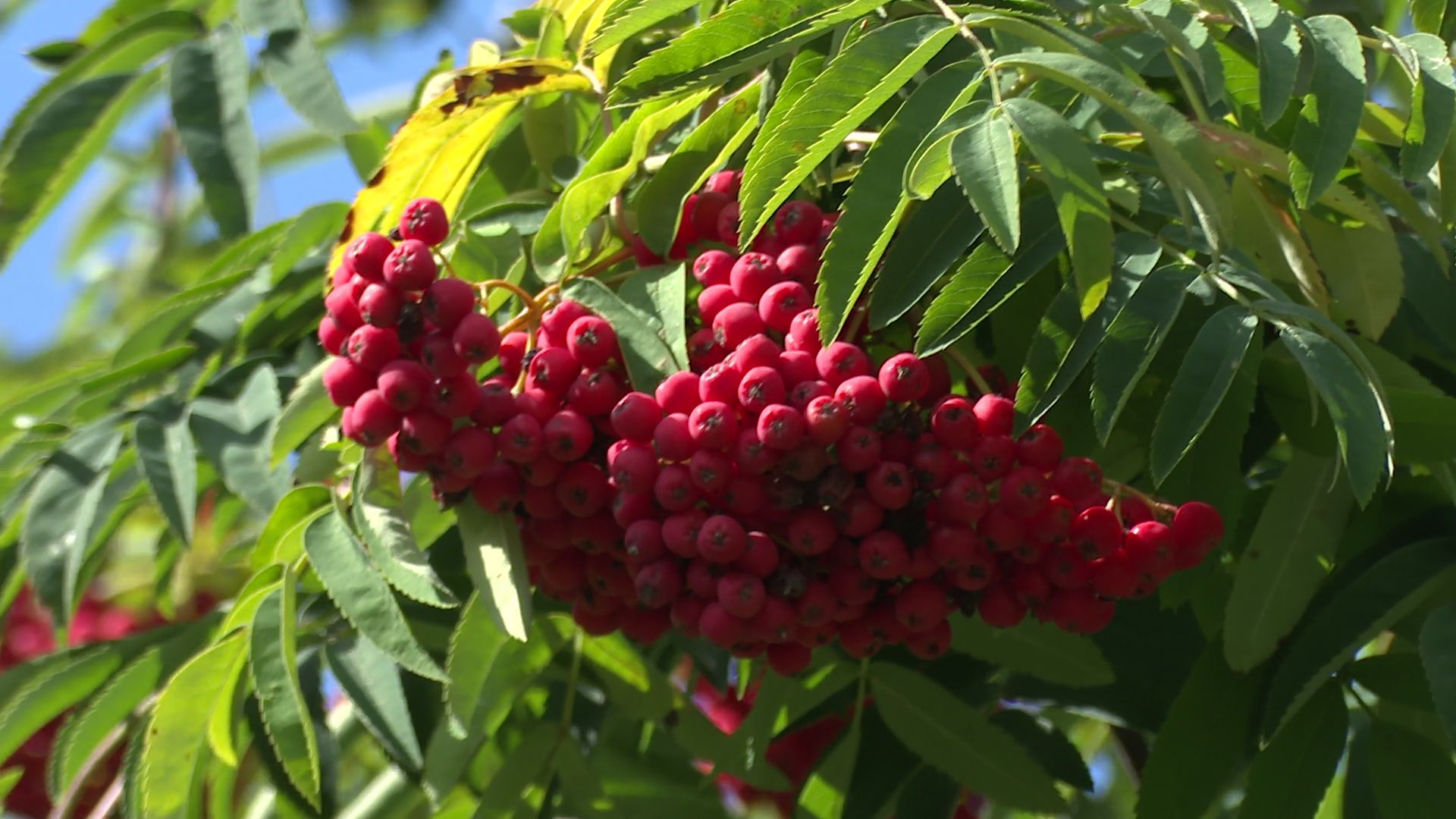 Реутов, образование, капитальный ремонт, стены, окна, пол, потолок,