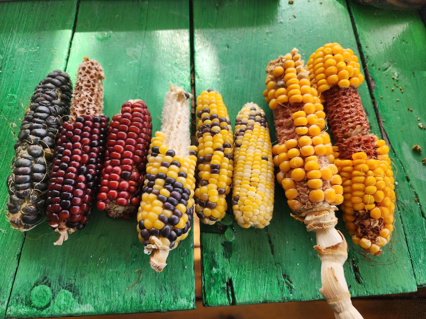 сельское хозяйство, Сельхозкультуры, селекция,