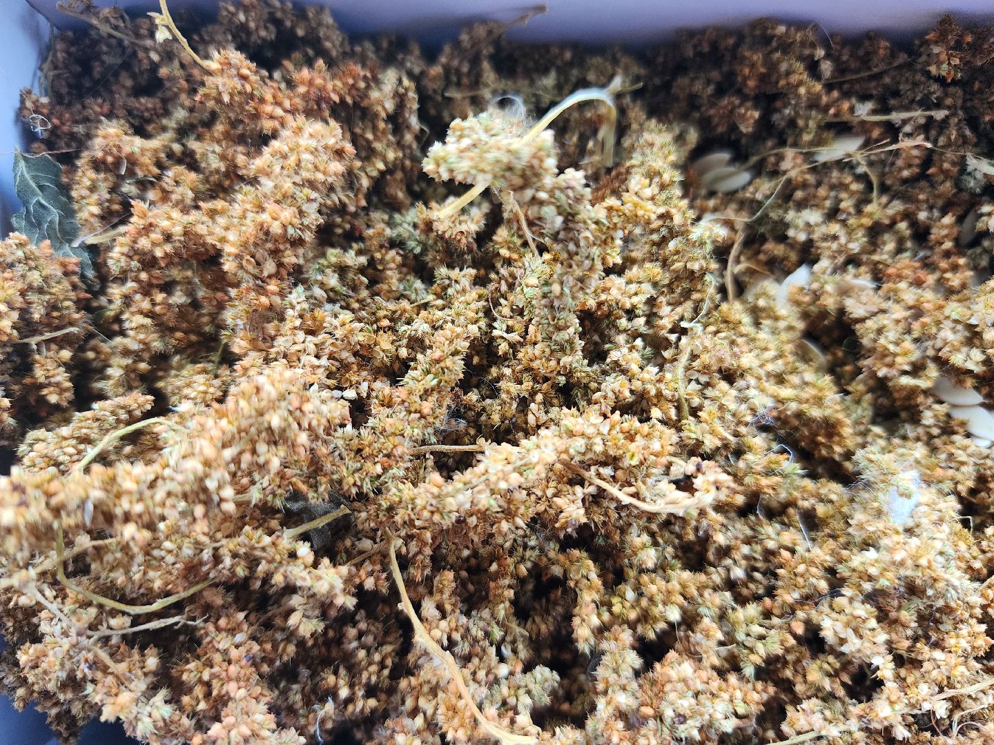 сельское хозяйство, Сельхозкультуры, селекция,