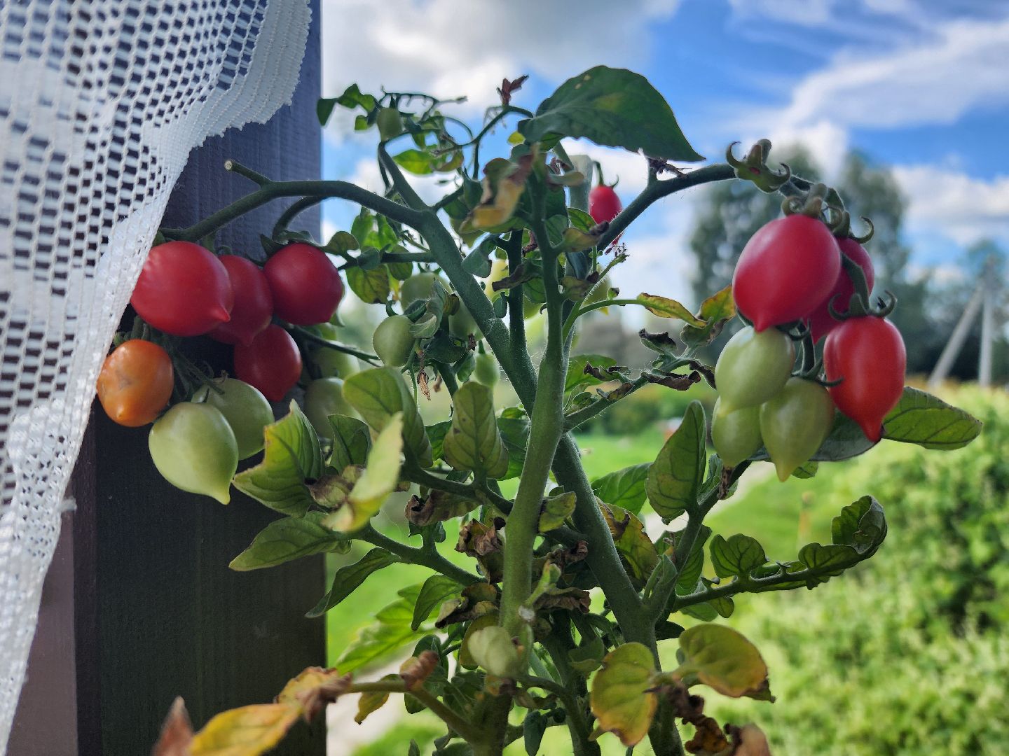 сельское хозяйство, Сельхозкультуры, селекция,