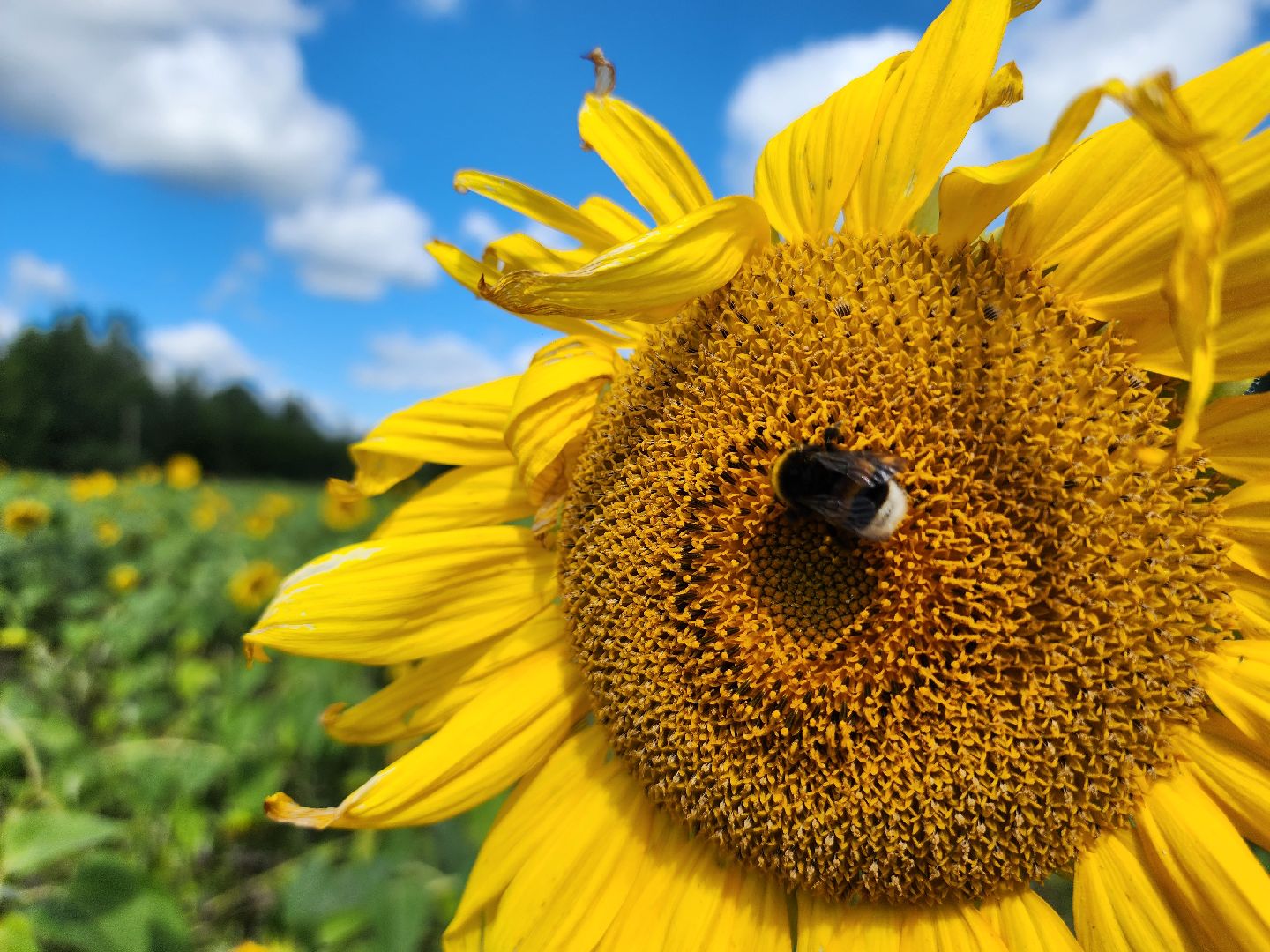 сельское хозяйство, Сельхозкультуры, селекция,