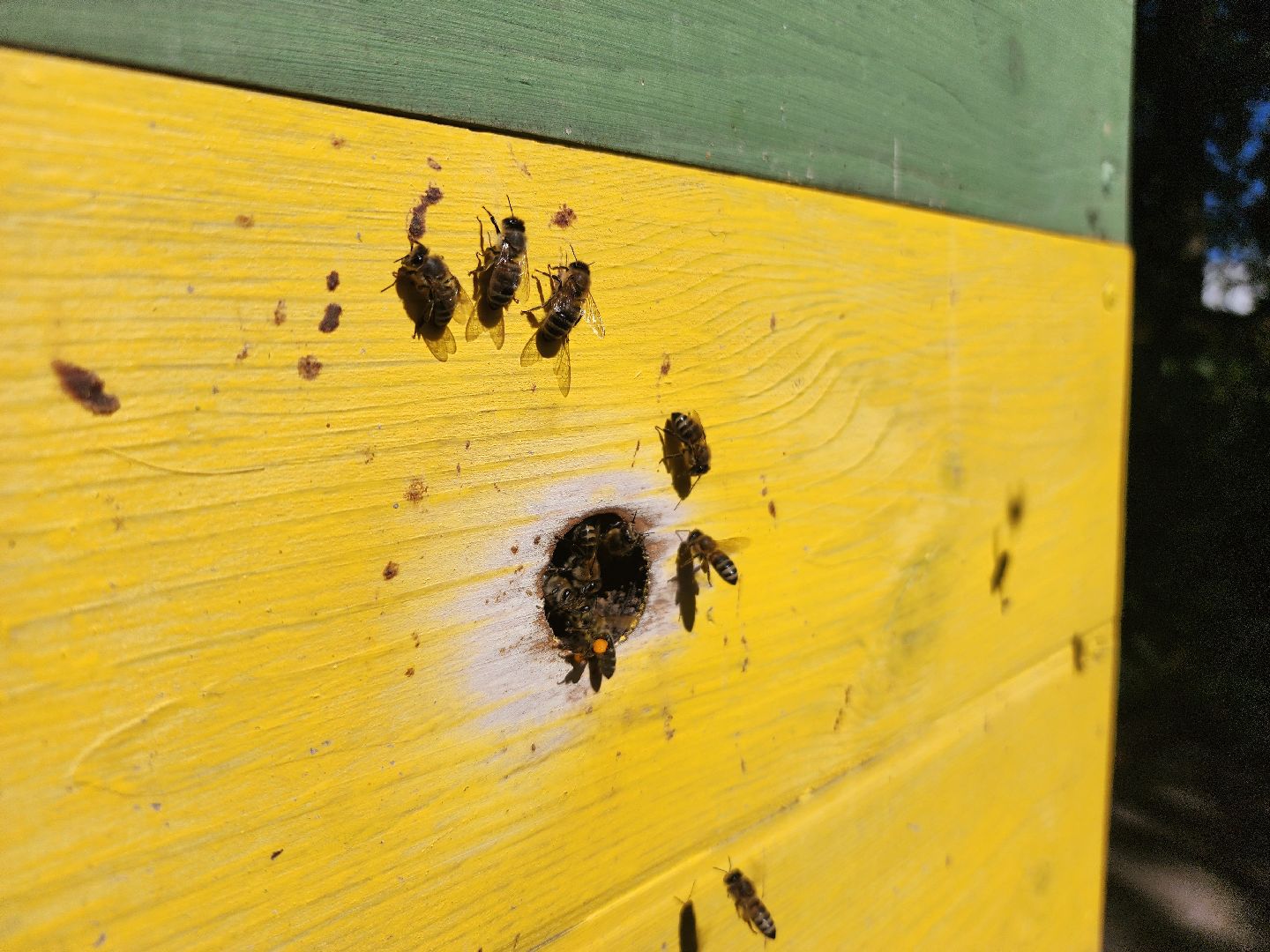 сельское хозяйство, Сельхозкультуры, селекция,