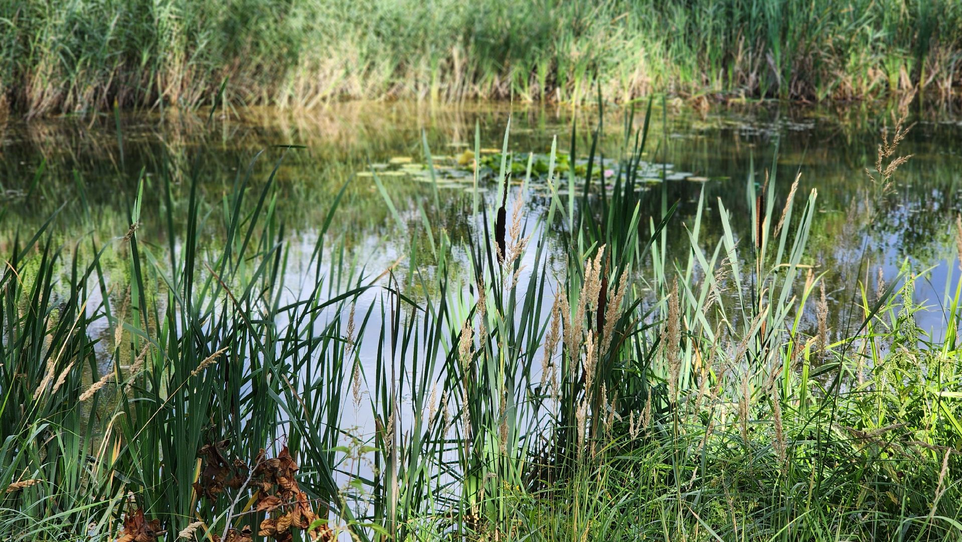 Рошаль, Благоустройство, обход главы, обход территории, ДК Косякова, Большая Шатура,