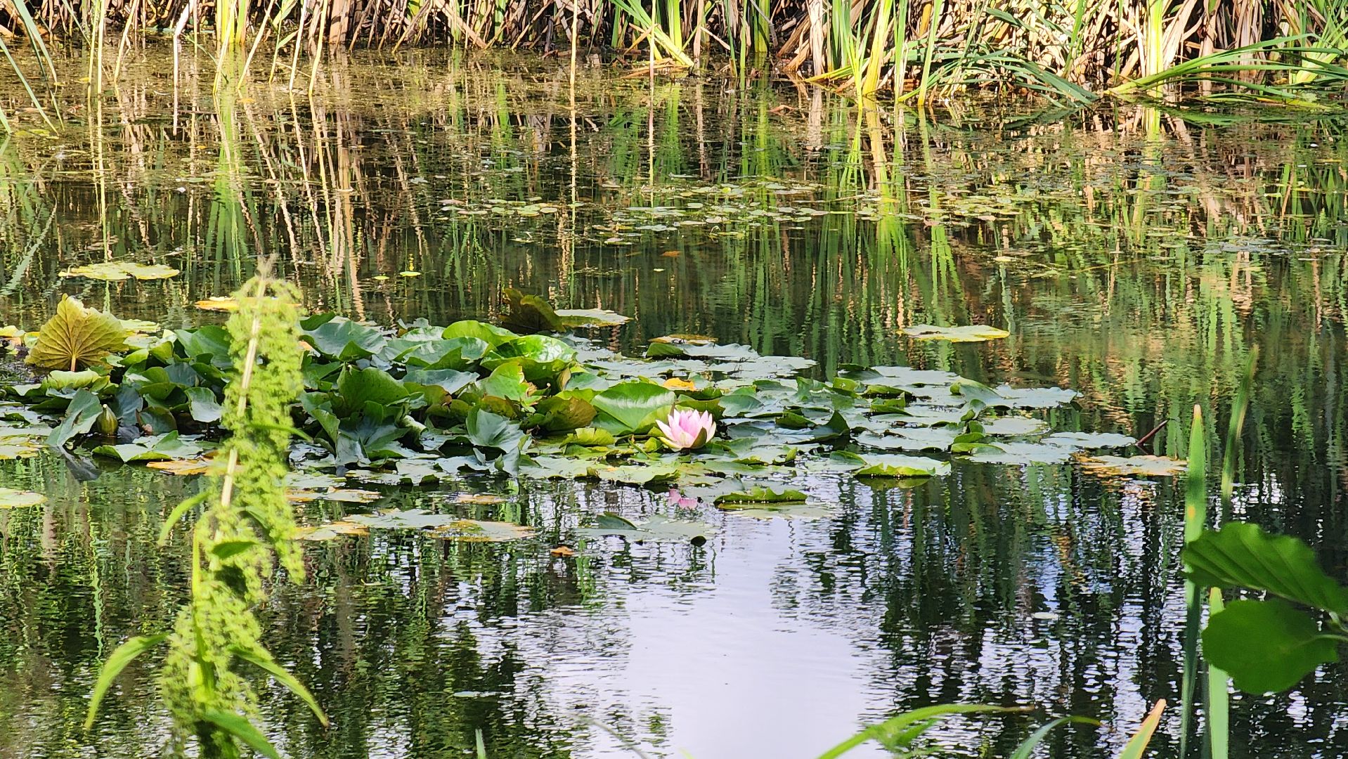 Рошаль, Благоустройство, обход главы, обход территории, ДК Косякова, Большая Шатура,