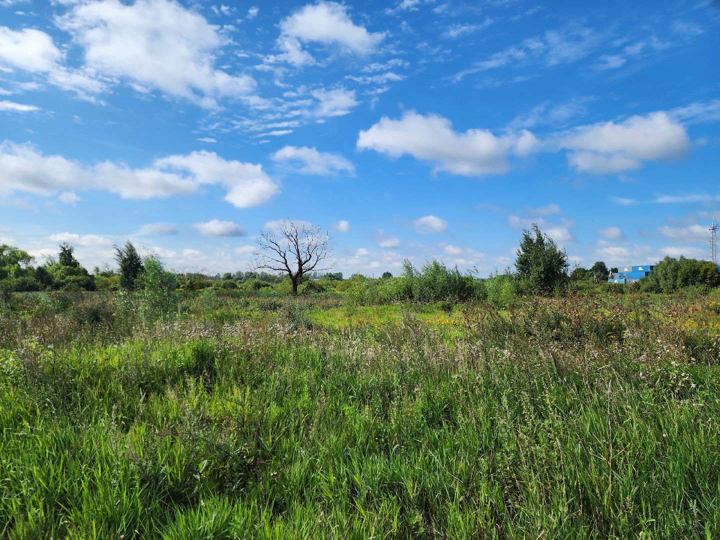 ногинск, старая купавна, земля за один рубль, жители, общество, экономика, строительство, строительство нового предприятия,
