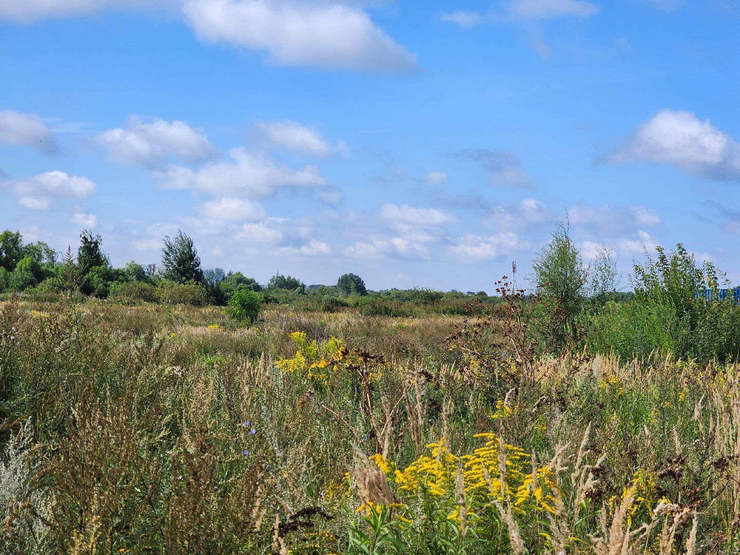 ногинск, старая купавна, земля за один рубль, жители, общество, экономика, строительство, строительство нового предприятия,
