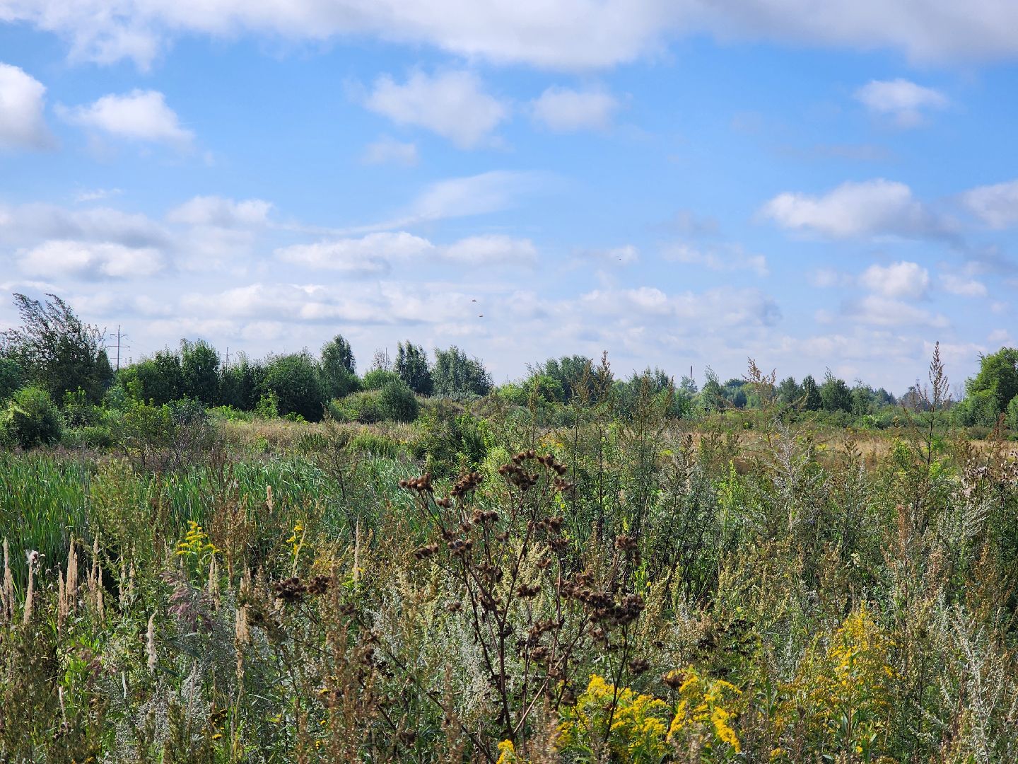 ногинск, старая купавна, земля за один рубль, жители, общество, экономика, строительство, строительство нового предприятия,