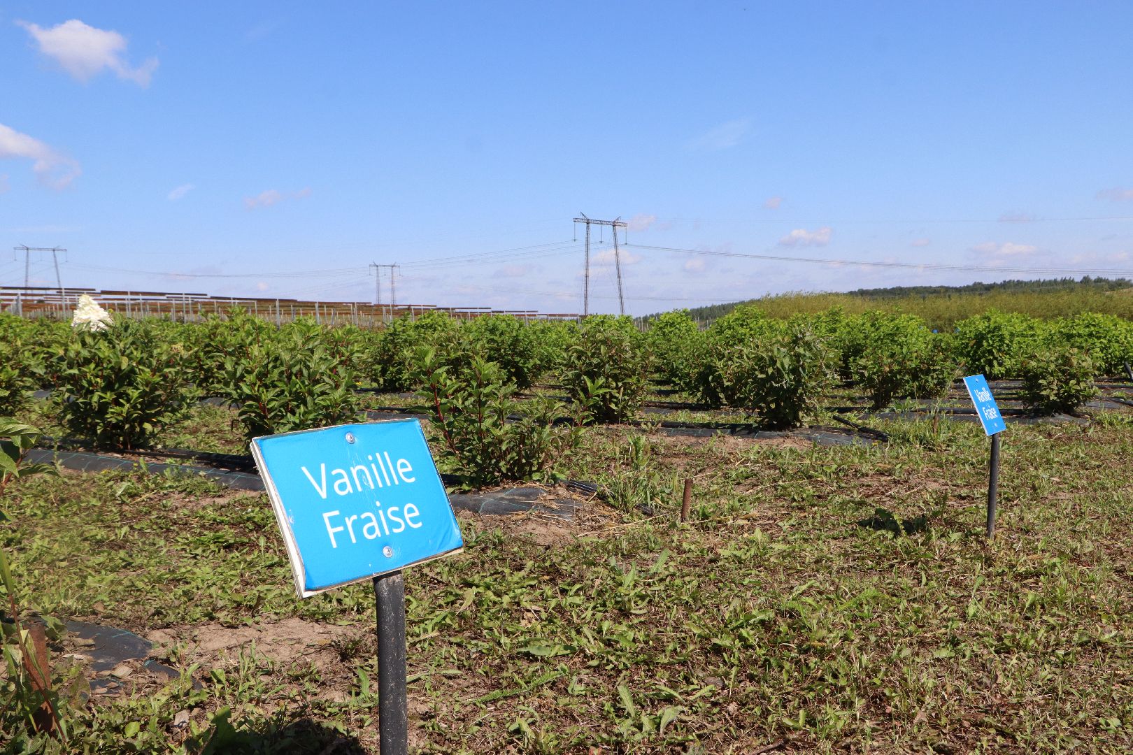 Серебряные Пруды, Семенково, Ягодная ферма, модный фермер, питомник,