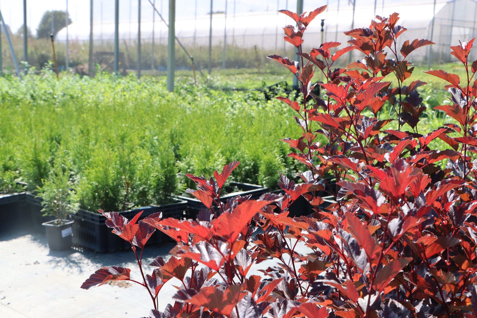 Серебряные Пруды, Семенково, Ягодная ферма, модный фермер, питомник,