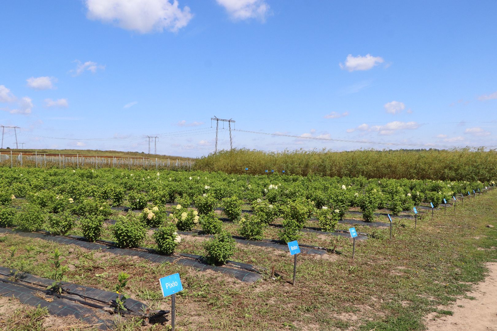 Серебряные Пруды, Семенково, Ягодная ферма, модный фермер, питомник,