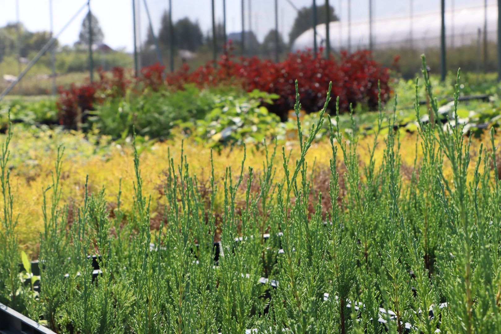 Серебряные Пруды, Семенково, Ягодная ферма, модный фермер, питомник,