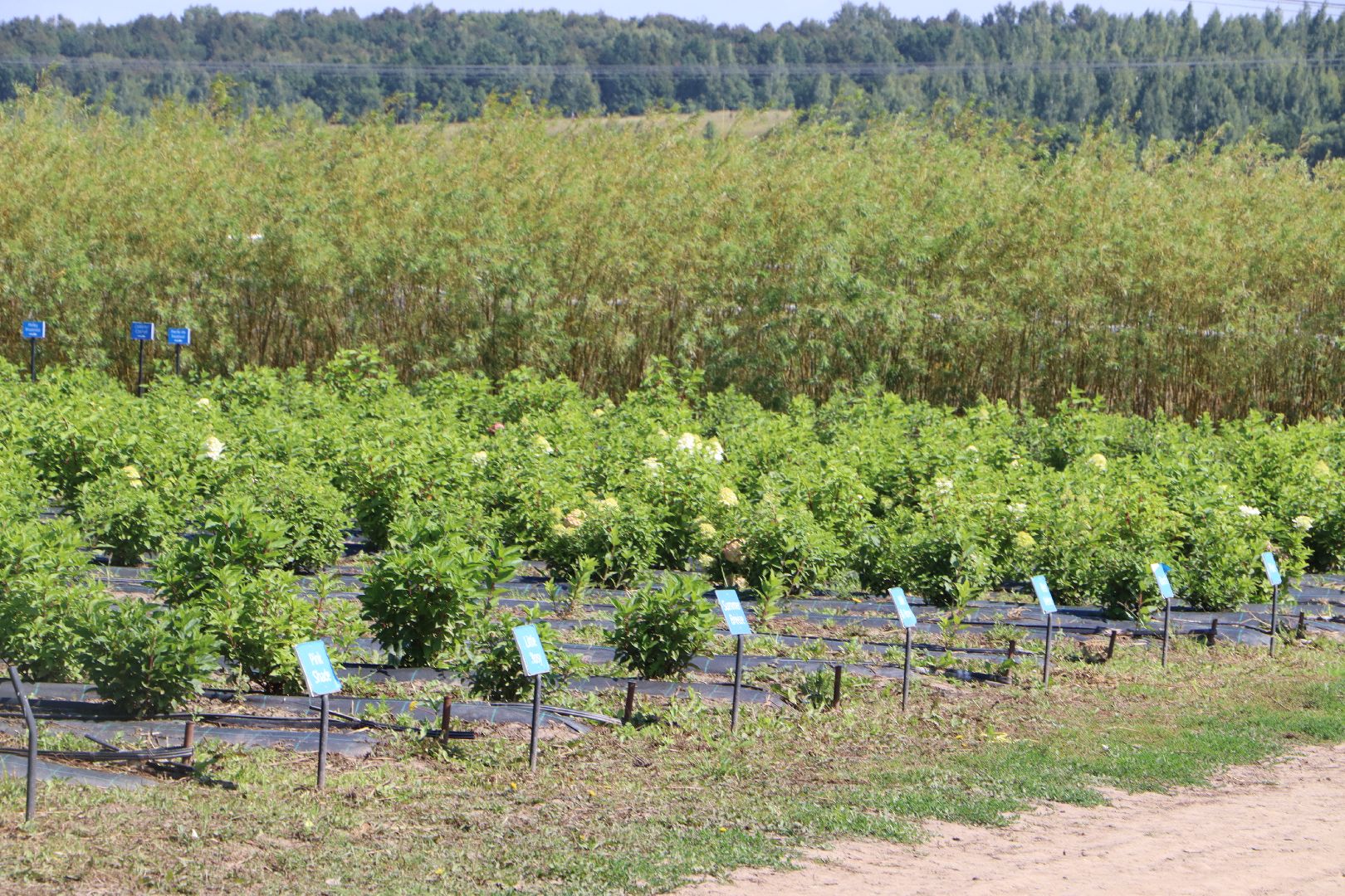 Серебряные Пруды, Семенково, Ягодная ферма, модный фермер, питомник,