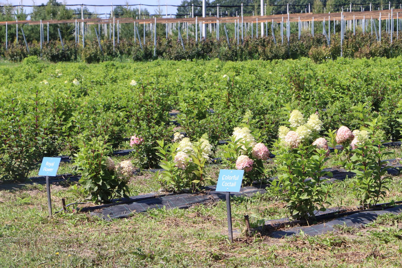 Серебряные Пруды, Семенково, Ягодная ферма, модный фермер, питомник,