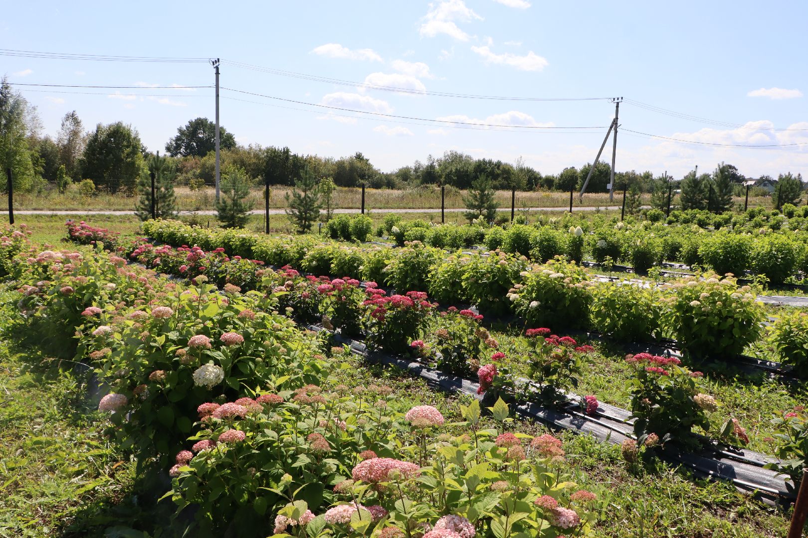 Серебряные Пруды, Семенково, Ягодная ферма, модный фермер, питомник,