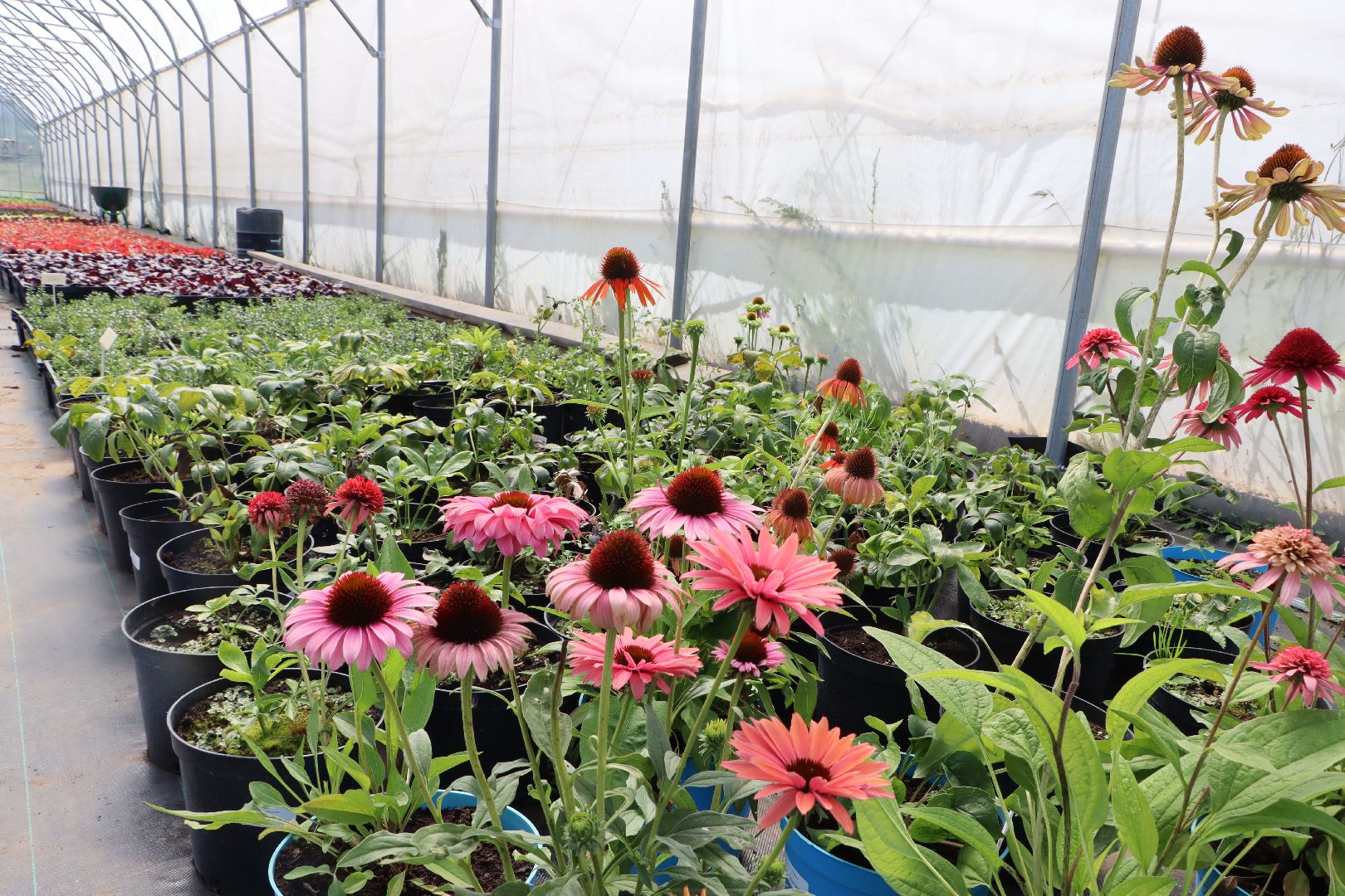 Серебряные Пруды, Семенково, Ягодная ферма, модный фермер, питомник,