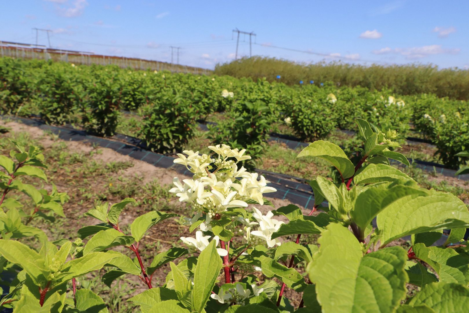 Серебряные Пруды, Семенково, Ягодная ферма, модный фермер, питомник,