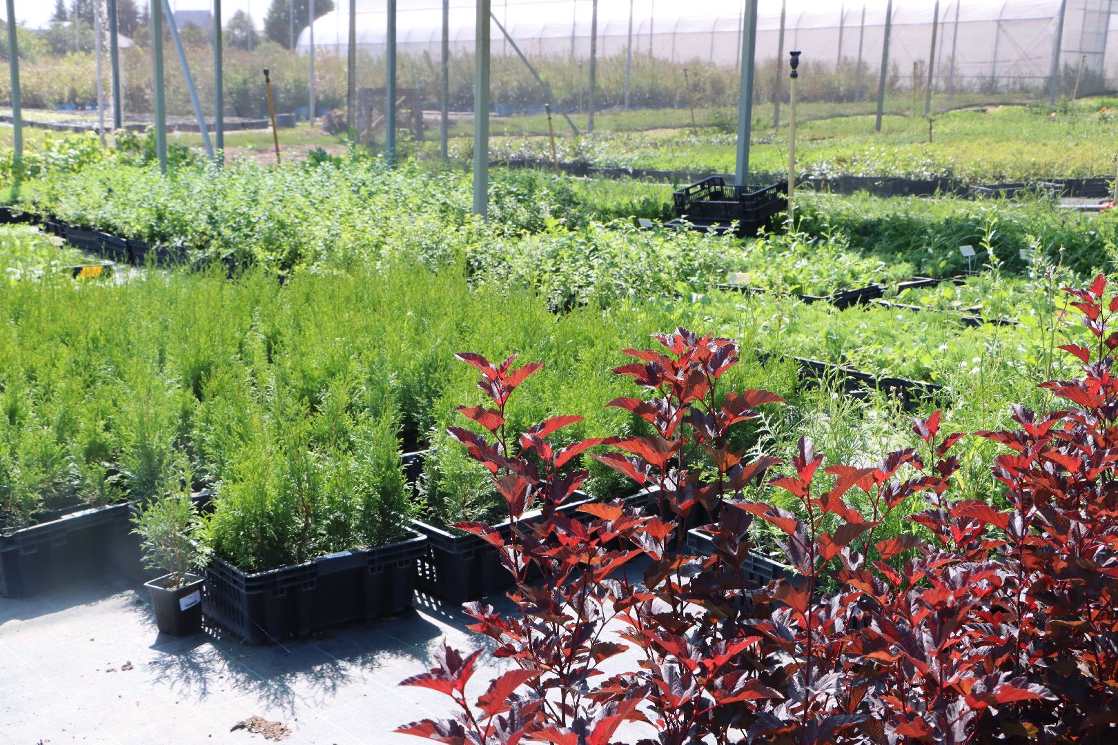 Серебряные Пруды, Семенково, Ягодная ферма, модный фермер, питомник,