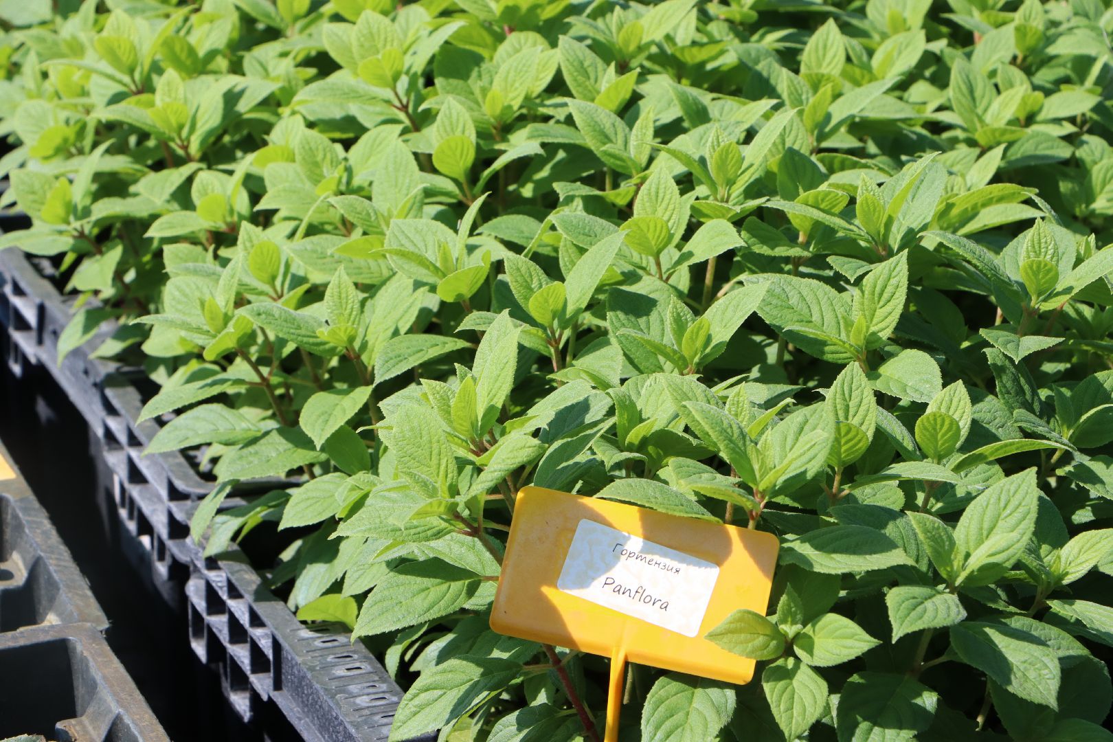 Серебряные Пруды, Семенково, Ягодная ферма, модный фермер, питомник,