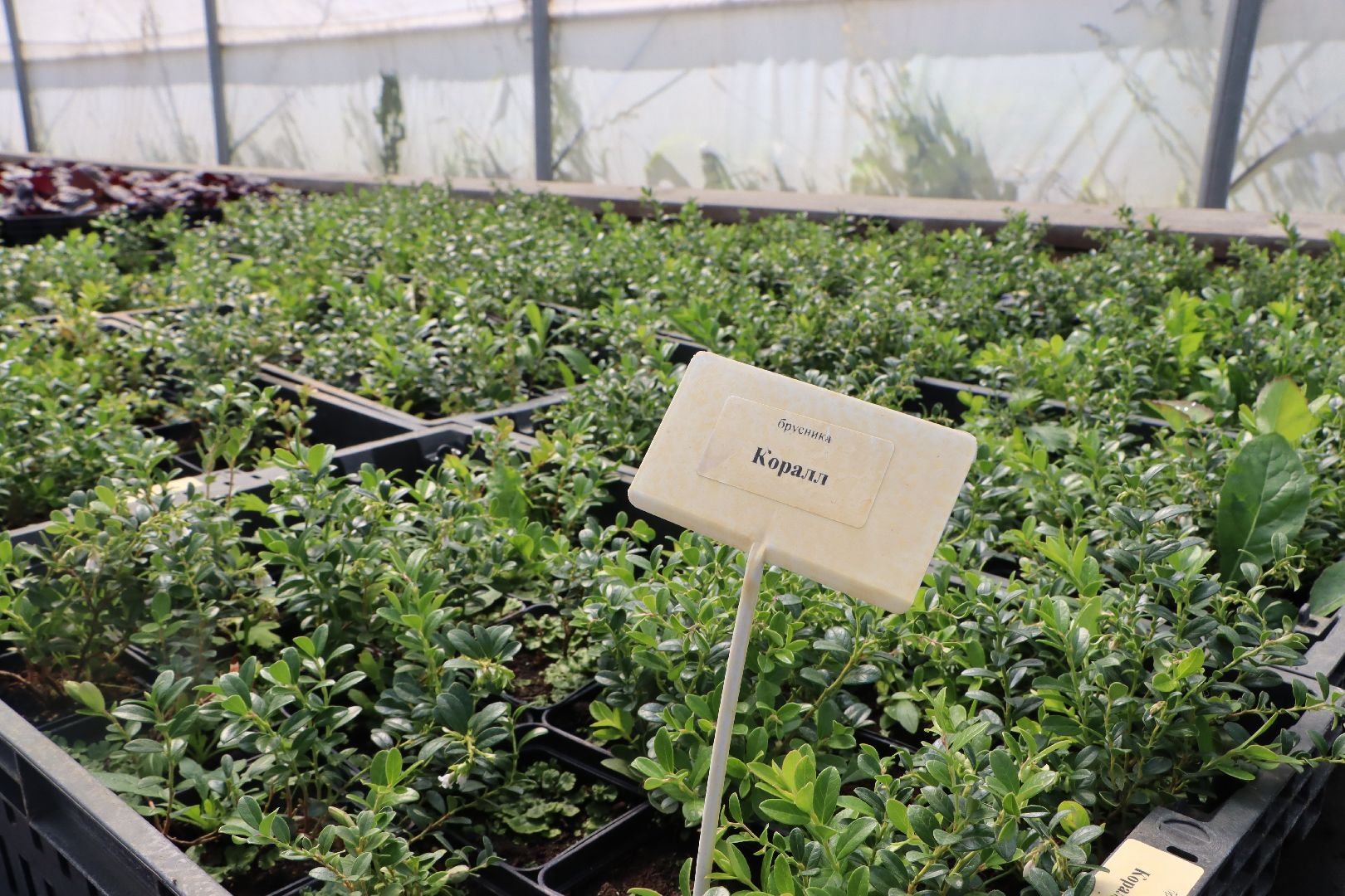 Серебряные Пруды, Семенково, Ягодная ферма, модный фермер, питомник,