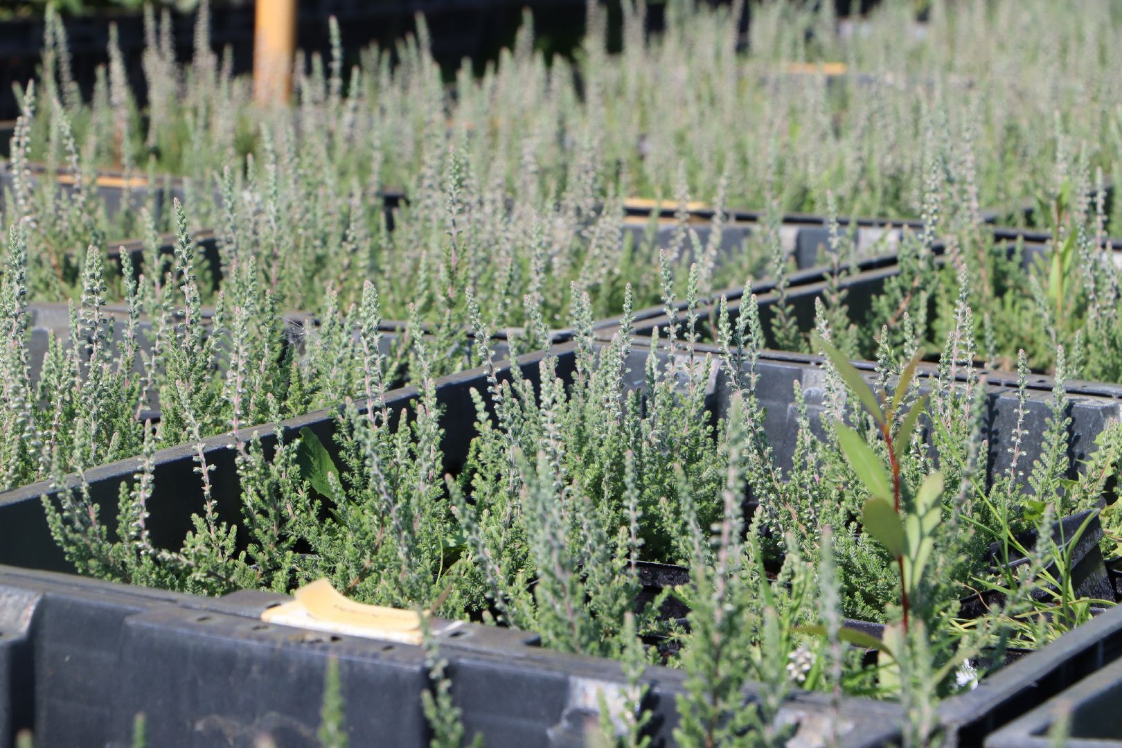 Серебряные Пруды, Семенково, Ягодная ферма, модный фермер, питомник,