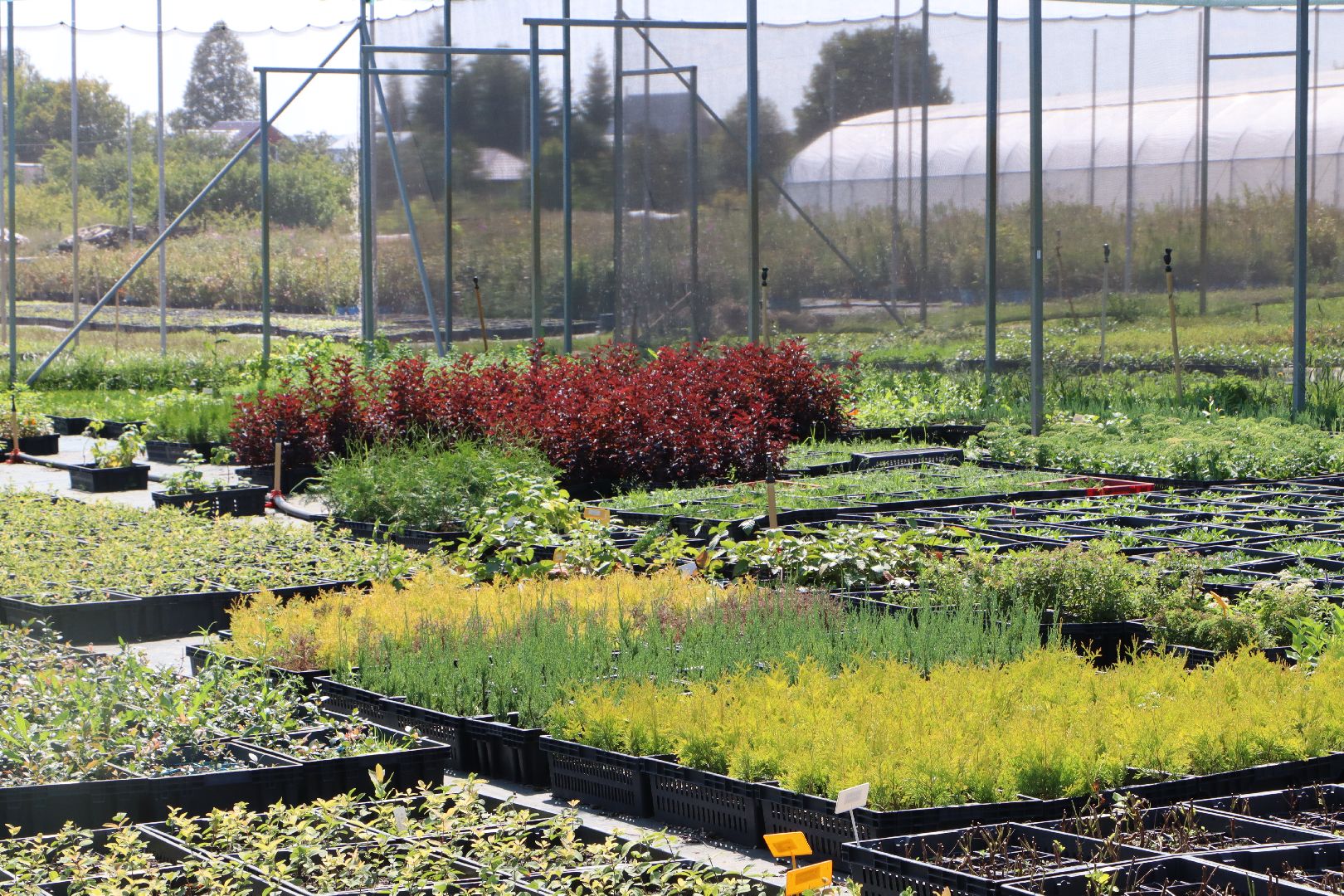 Серебряные Пруды, Семенково, Ягодная ферма, модный фермер, питомник,