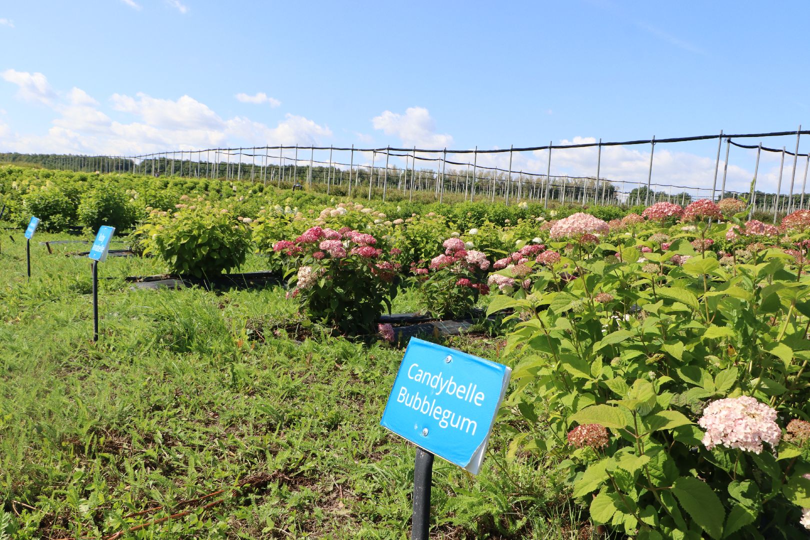Серебряные Пруды, Семенково, Ягодная ферма, модный фермер, питомник,