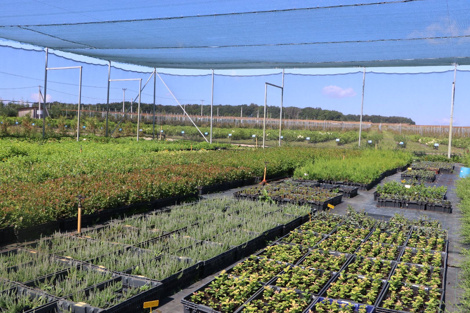 Серебряные Пруды, Семенково, Ягодная ферма, модный фермер, питомник,