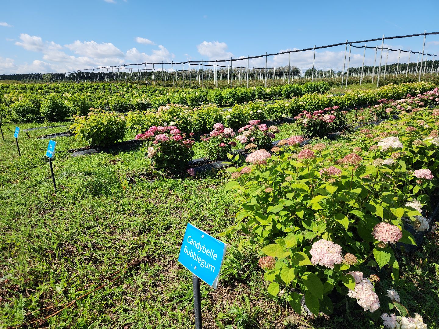 Серебряные Пруды, Семенково, Ягодная ферма, модный фермер, питомник,