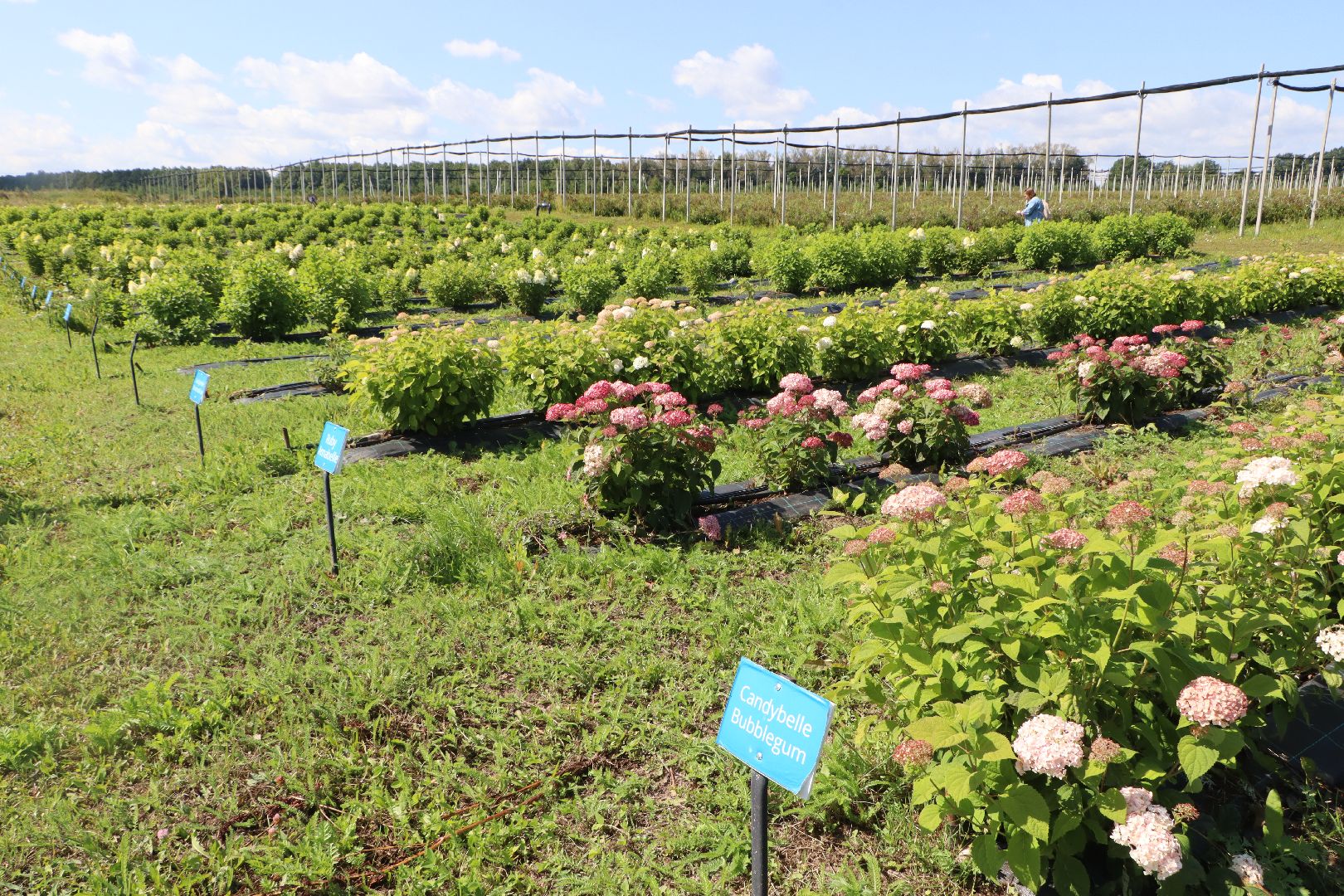 Серебряные Пруды, Семенково, Ягодная ферма, модный фермер, питомник,