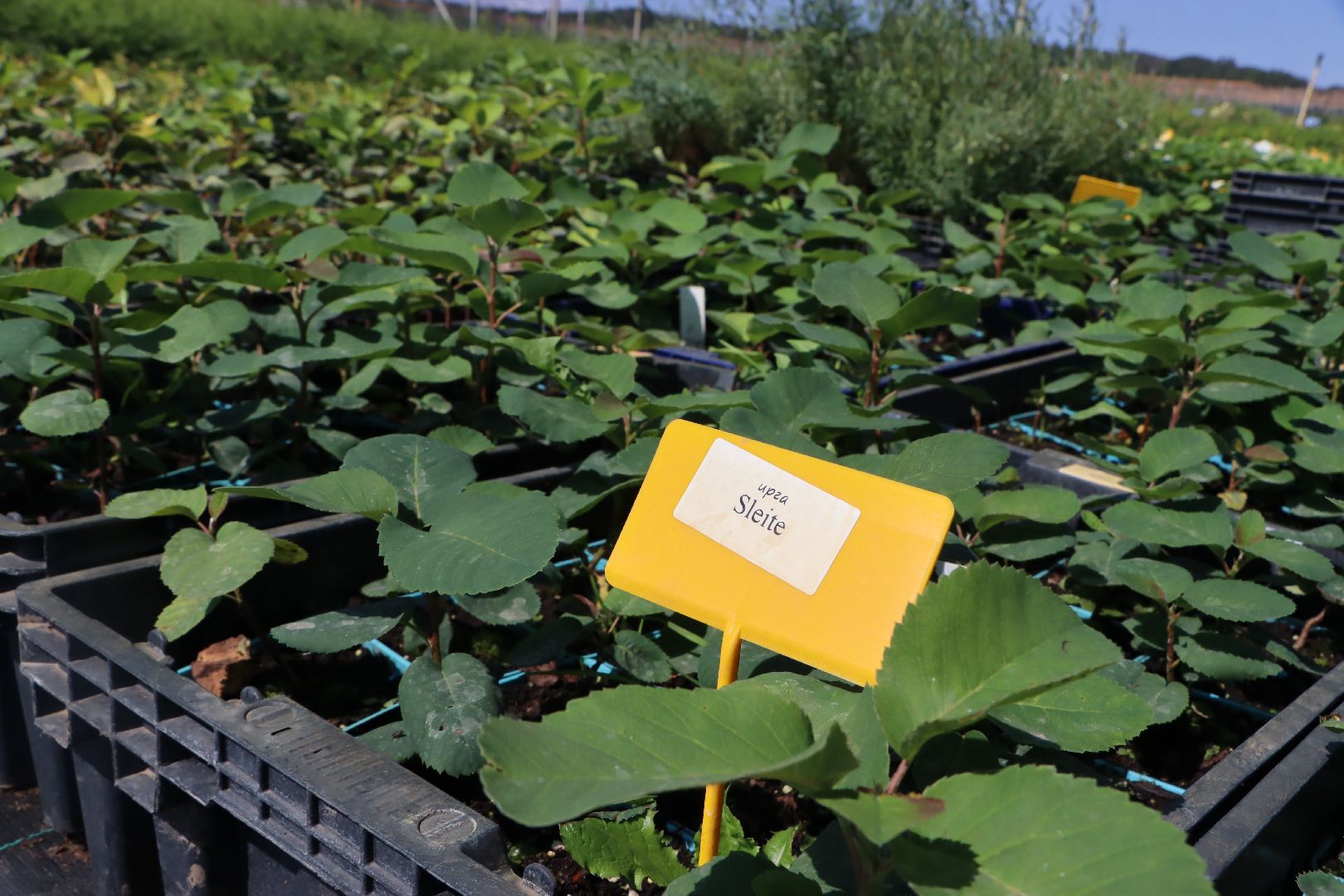 Серебряные Пруды, Семенково, Ягодная ферма, модный фермер, питомник,