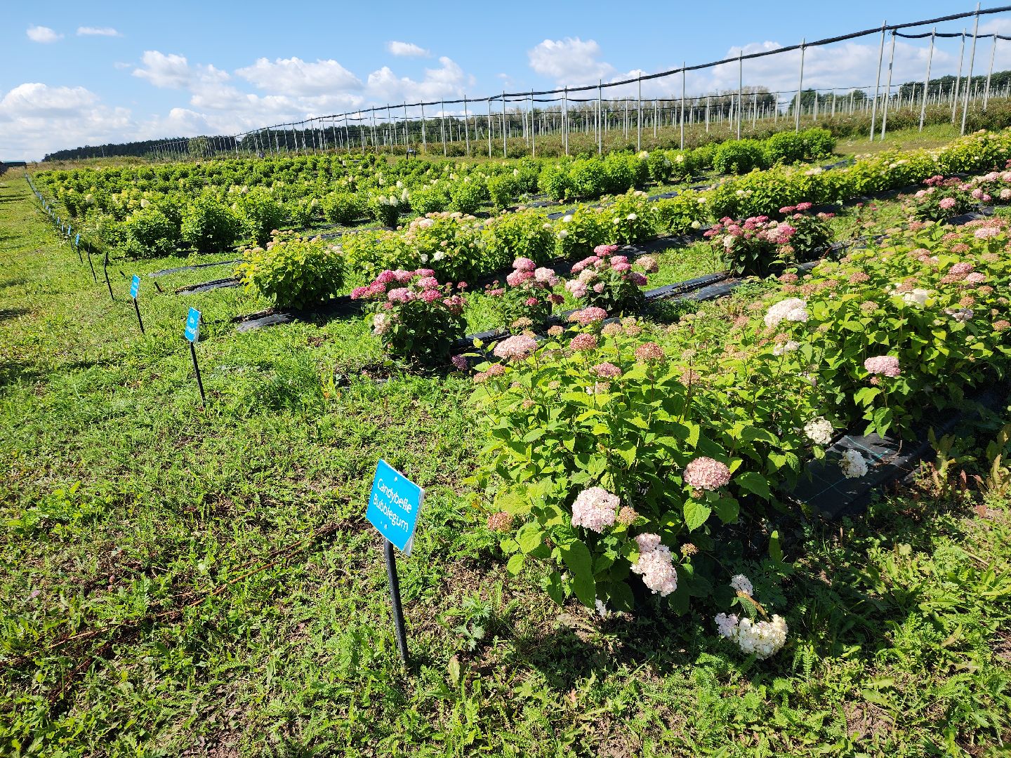 Серебряные Пруды, Семенково, Ягодная ферма, модный фермер, питомник,