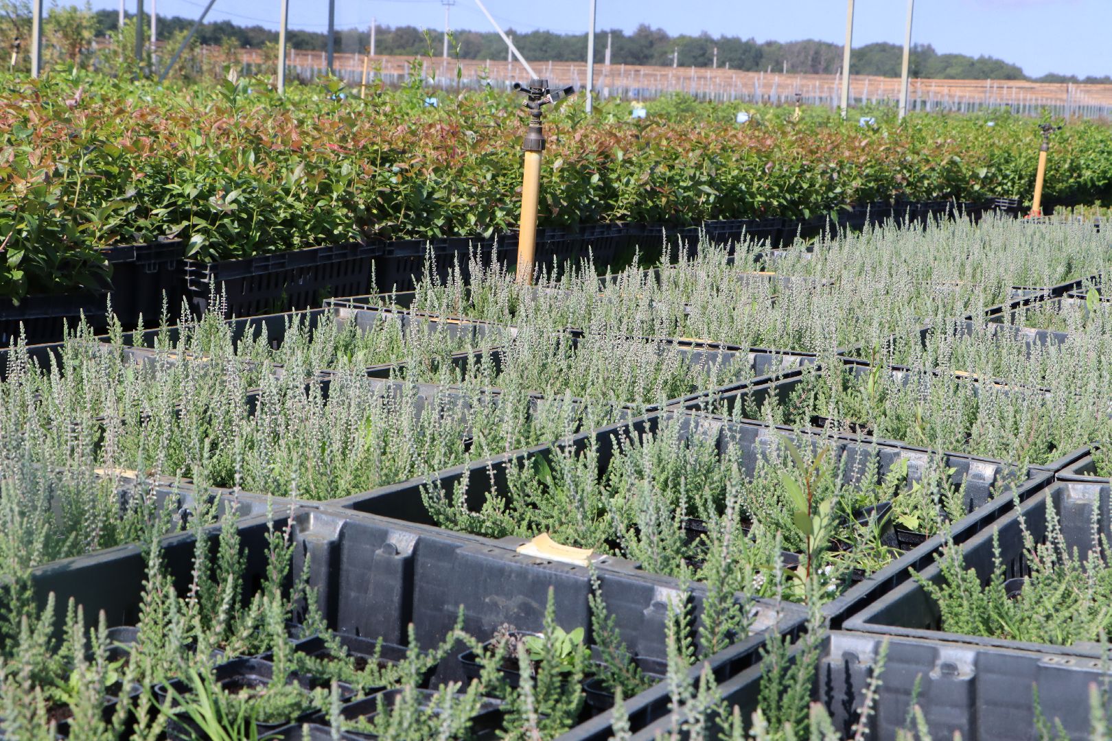 Серебряные Пруды, Семенково, Ягодная ферма, модный фермер, питомник,