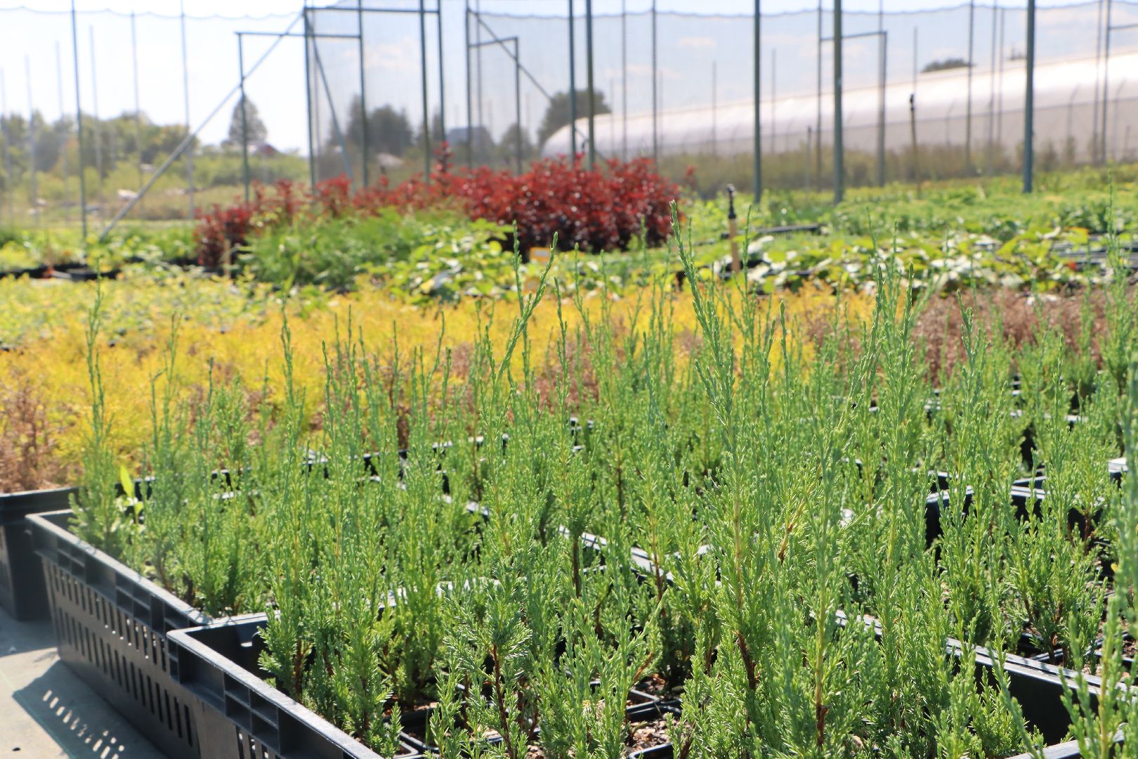 Серебряные Пруды, Семенково, Ягодная ферма, модный фермер, питомник,