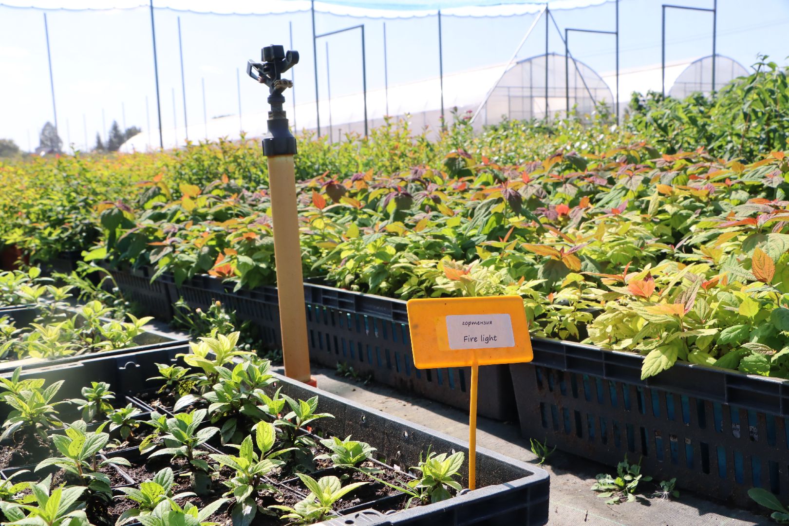 Серебряные Пруды, Семенково, Ягодная ферма, модный фермер, питомник,