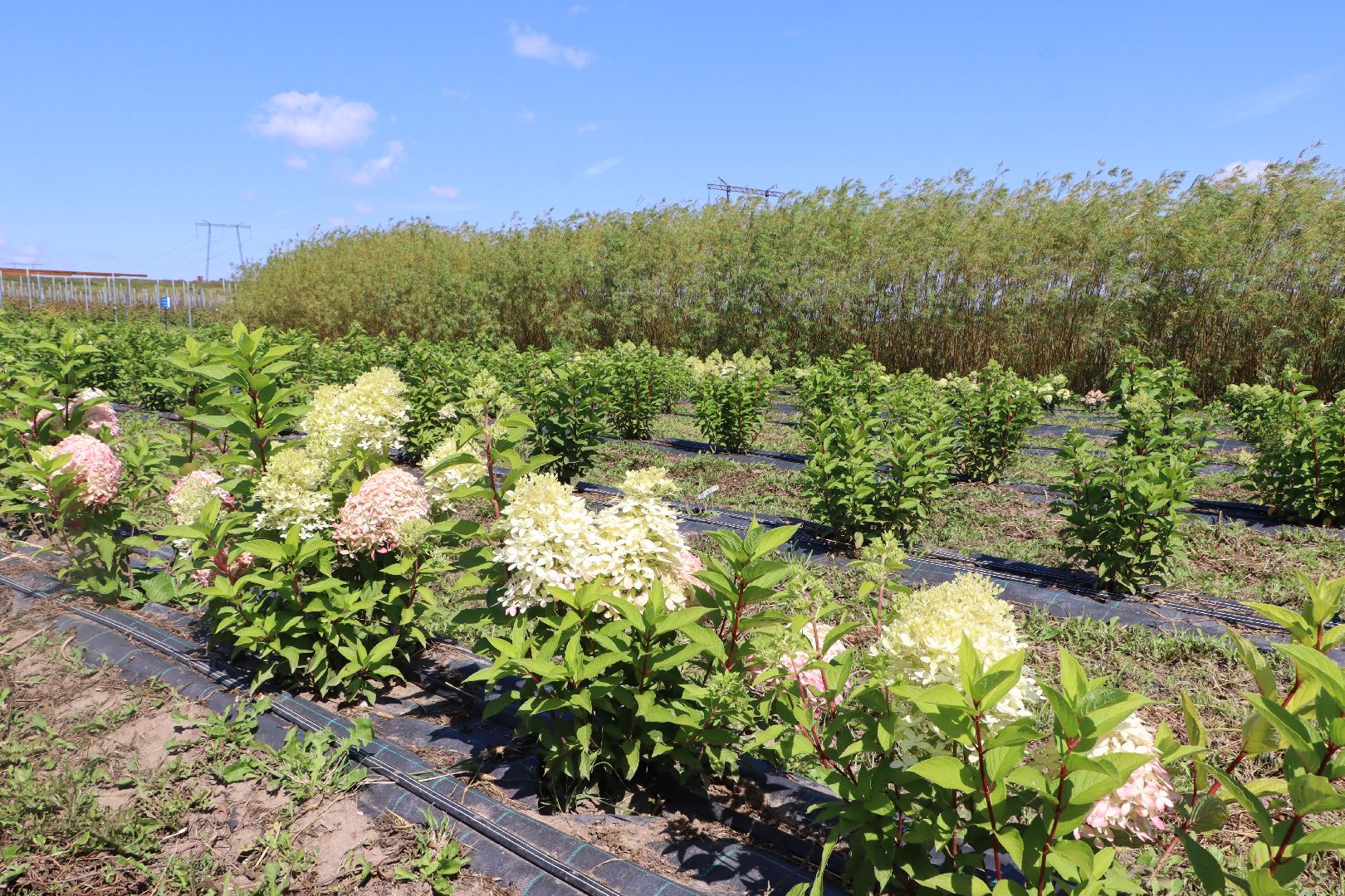 Серебряные Пруды, Семенково, Ягодная ферма, модный фермер, питомник,