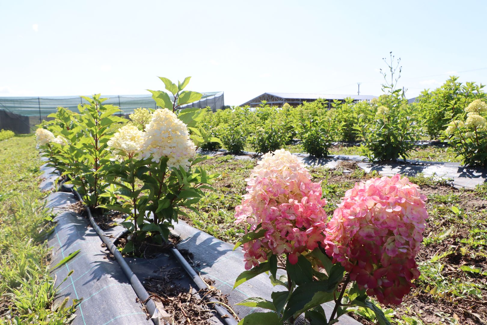 Серебряные Пруды, Семенково, Ягодная ферма, модный фермер, питомник,