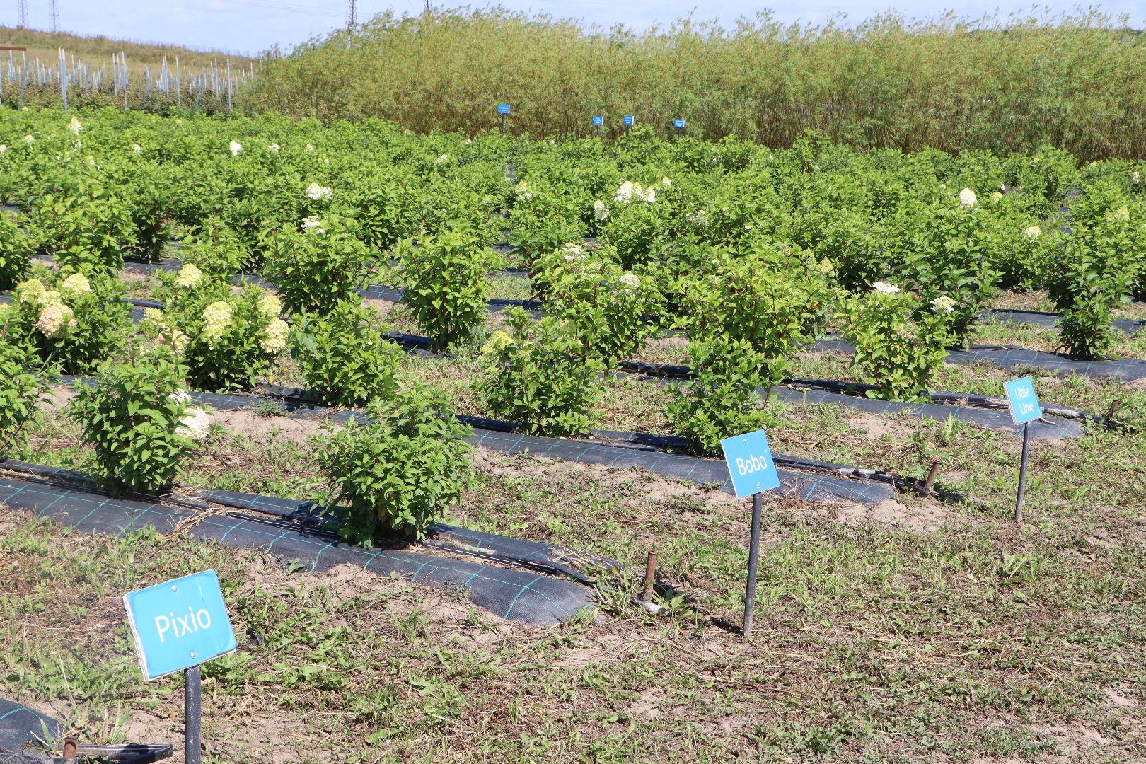 Серебряные Пруды, Семенково, Ягодная ферма, модный фермер, питомник,